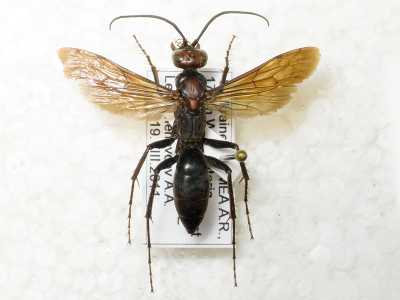 Hymenoptera